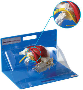modello anatomico di scheletro