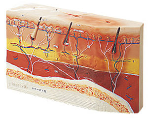 modello anatomico della pelle