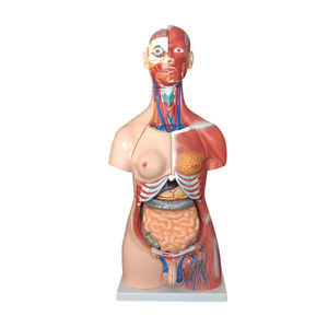 modello anatomico di testa
