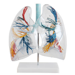 modello anatomico di polmone