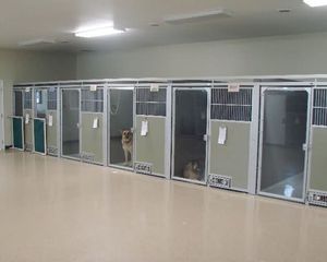 gabbia veterinaria per cani