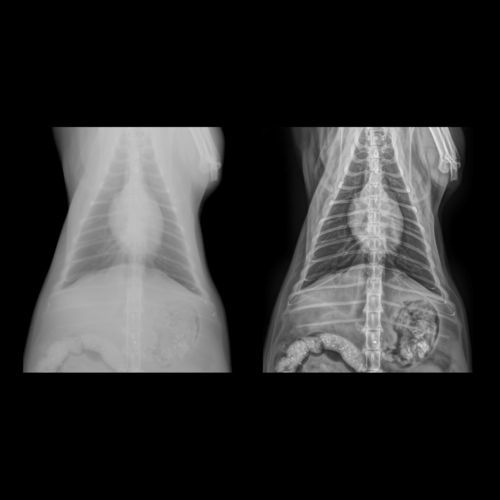 Software di ottimizzazione delle immagini - Altumira™  - ContextVision - per radiografia / veterinario