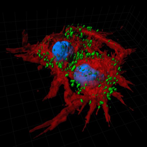 Software di analisi - Imaris Essentials - Oxford Instruments - di visualizzazione 3D / per microscopi digitali / per biologia molecolare