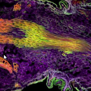 Software di ottimizzazione delle immagini - Imaris Stitcher - Oxford Instruments - per microscopi digitali / automatizzato