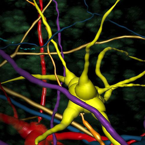 Software di analisi - Imaris  - Oxford Instruments - di visualizzazione 3D / di misura / con sistema di tracciatura