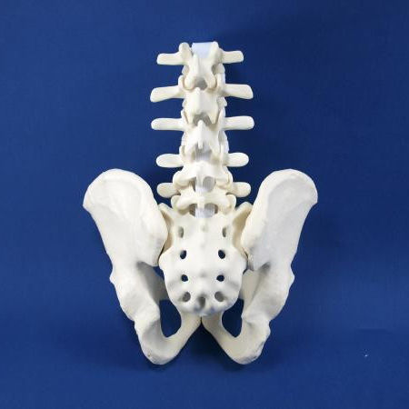 Modello anatomico di colonna vertebrale lombare - LS01P - Créaplast - di vena cava / di anca / di osso sacro