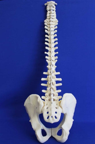 Modello anatomico di bacino - RC02P - Créaplast - di colonna vertebrale / ad uso didattico