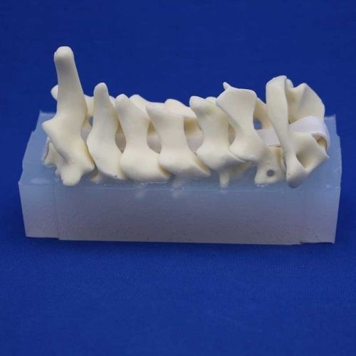 Modello anatomico colonna vertebrale cervicale - CSEP - Créaplast - ad uso didattico