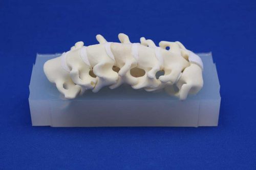 Modello anatomico colonna vertebrale cervicale - CSEA - Créaplast - ad uso didattico