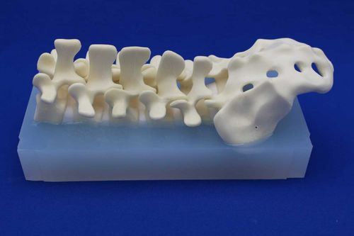 Modello anatomico di colonna vertebrale lombare - LSEP - Créaplast - ad uso didattico / flessibile