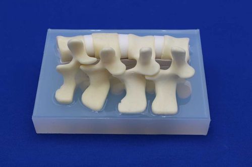 Modello anatomico di colonna vertebrale lombare - LSEL - Créaplast - ad uso didattico / flessibile