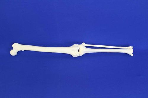 Modello anatomico osseo - JAMB - Créaplast - di gamba / ad uso didattico