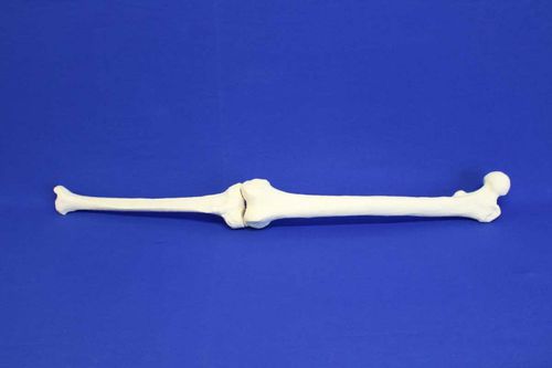 Modello anatomico di tibia - TFE - Créaplast - di femore / ad uso didattico