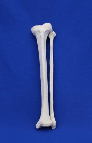Modello anatomico di tibia - TFI - Créaplast - di perone / ad uso didattico