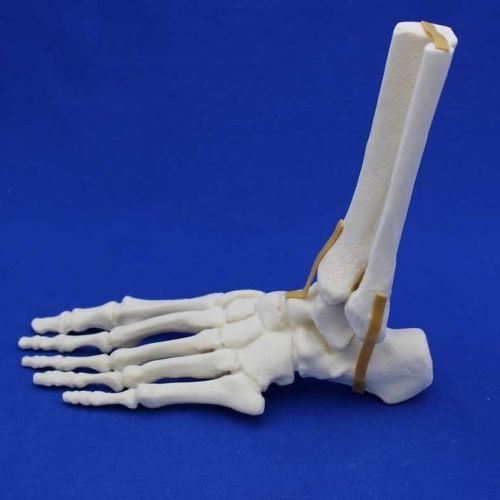 Modello anatomico di articolazione - FLA00 - Créaplast - di piede / di caviglia / ad uso didattico