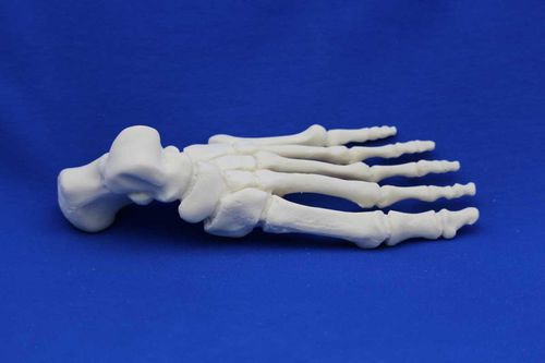 Modello anatomico osseo - FL00 - Créaplast - di piede / ad uso didattico