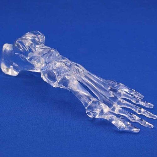 Modello anatomico di piede - FLT - Créaplast - ad uso didattico / trasparente