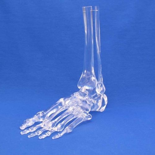 Modello anatomico di piede - FLA00T - Créaplast - di caviglia / ad uso didattico / trasparente