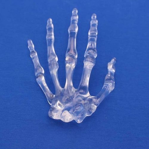 Modello anatomico di mano - MNMT - Créaplast - ad uso didattico / trasparente