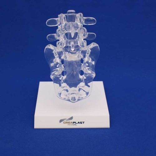 Modello anatomico sacroiliaca - LS4TB - Créaplast - in plastica / trasparente