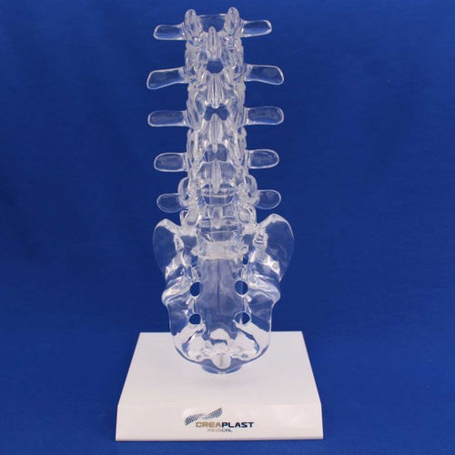 Modello anatomico lombo-sacrale - LST01B - Créaplast - in plastica / trasparente