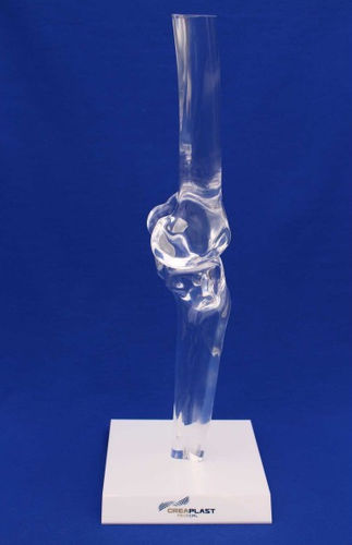 Modello anatomico per ginocchio - FTGTB - Créaplast - di tibia / di femore / in plastica