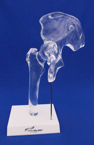 Modello anatomico di femore - HFTB - Créaplast - di anca / in plastica / trasparente