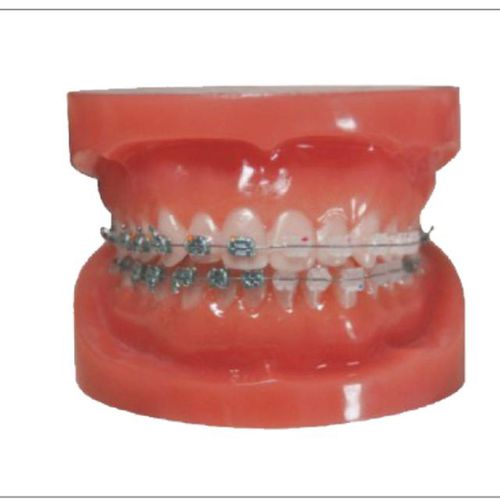 Tipodonto di dentatura - Creative Dental - per cure odontoiatriche