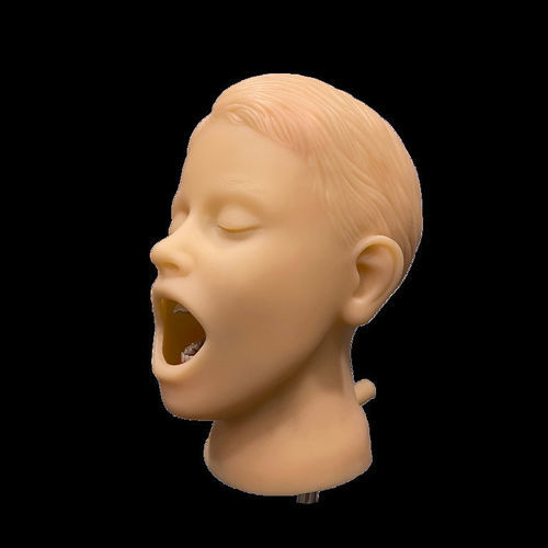 Modello anatomico di testa - PHT - GF DENTAL - di bastoncello / di bocca / di articolazione