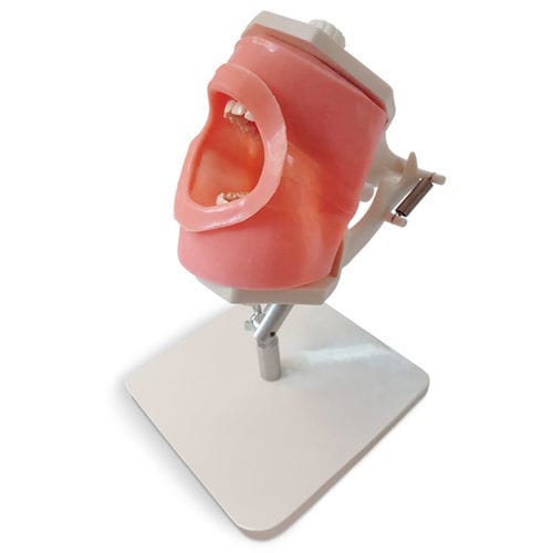 Modello anatomico di bocca - MF01 - GF DENTAL - per cure odontoiatriche / ad uso didattico / in silicone