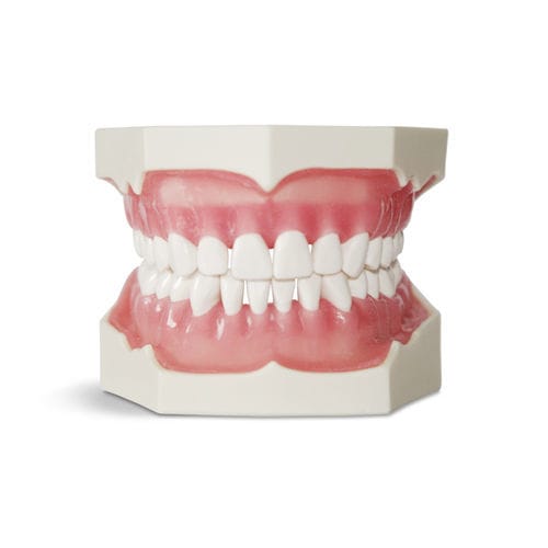 Modello anatomico di dentatura - E02 - GF DENTAL - per cure odontoiatriche / ad uso didattico / per sutura