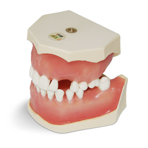 Modello anatomico gengivale - E04 - GF DENTAL - di dentatura / per chirurgia odontoiatrica / per estrazione dentale