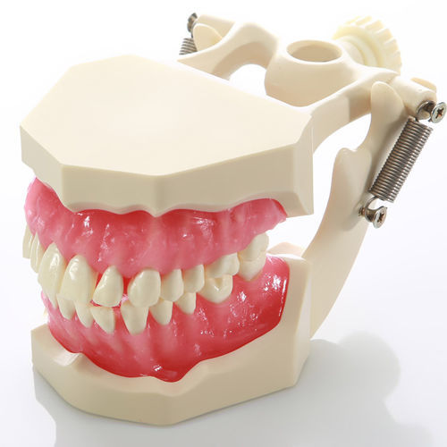 Modello anatomico gengivale - DM04 - GF DENTAL - di dentatura / per cure odontoiatriche / di dimostrazione