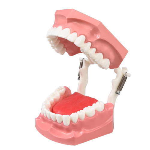 Modello anatomico di lingua - DM11 - GF DENTAL - gengivale / di dentatura / per igiene dentale