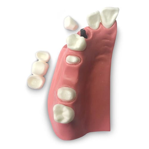 Modello anatomico di dentatura - DM23 - GF DENTAL - per protesistica dentale / di dimostrazione / canino