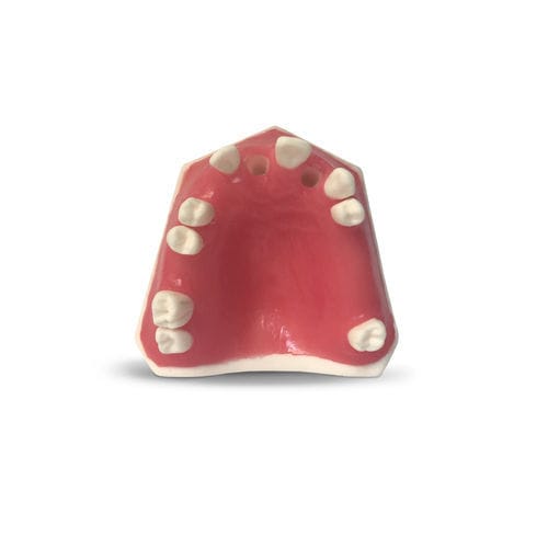 Modello anatomico gengivale - E37 - GF DENTAL - di mandibola / per cure odontoiatriche / ad uso didattico