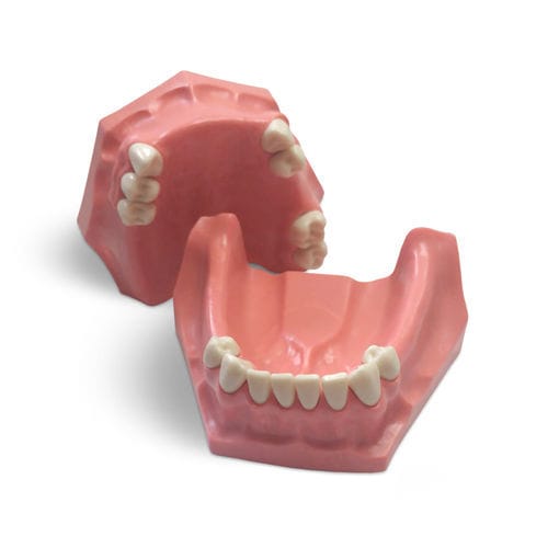 Modello anatomico di dentatura - E01/P - GF DENTAL - per cure odontoiatriche / didattico / in resina