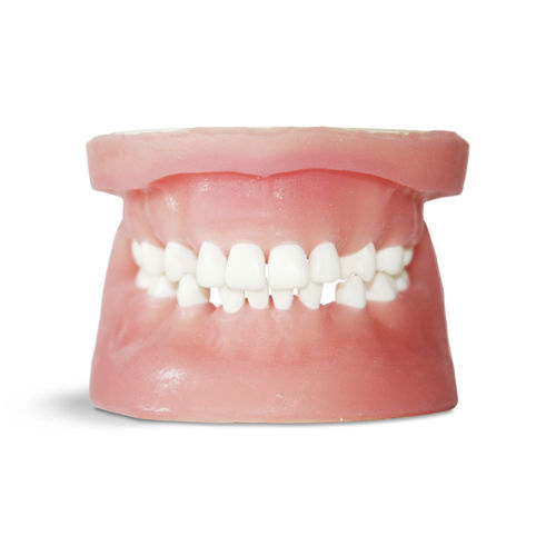 Modello anatomico gengivale - E34 - GF DENTAL - di dentatura / per chirurgia odontoiatrica / per estrazione dentale