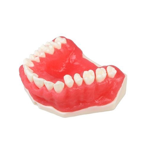 Modello anatomico gengivale - E25 - GF DENTAL - di dentatura / per parodonzia / ad uso didattico
