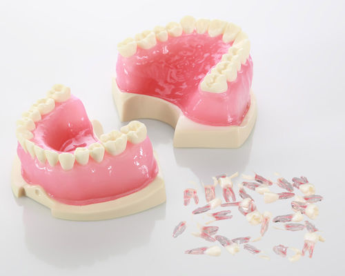 Modello anatomico di dentatura - E08 - GF DENTAL - di canale radicolare / per endodonzia / ad uso didattico