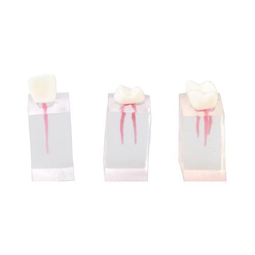 Modello anatomico di denti - E08/C - GF DENTAL - per endodonzia / ad uso didattico / con nervi