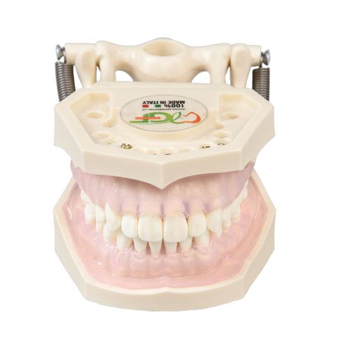 Modello anatomico gengivale - E11 - GF DENTAL - di dentatura / per igiene dentale / ad uso didattico