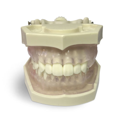 Modello anatomico gengivale - E11/GP - GF DENTAL - di dentatura / per igiene dentale / ad uso didattico