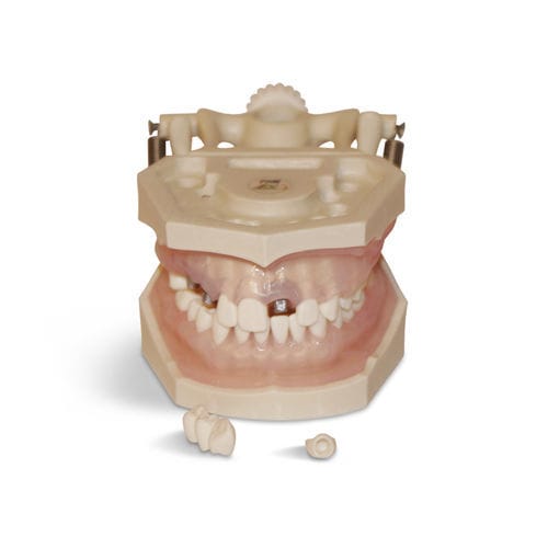 Modello anatomico gengivale - E12N - GF DENTAL - di dentatura / per igiene dentale / ad uso didattico