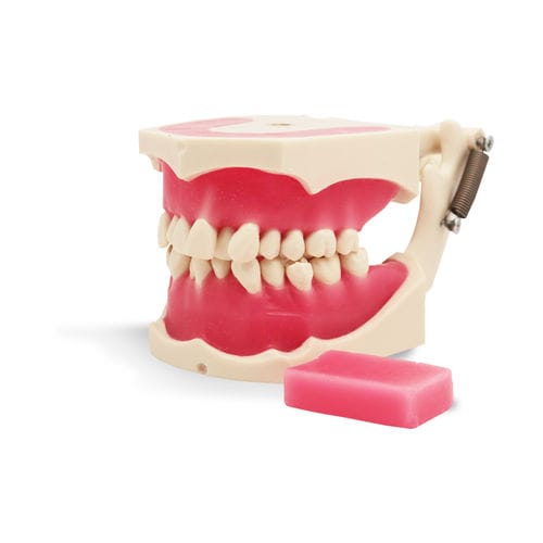 Simulatore didattico - E40 - GF DENTAL - per ortodonzia / di bocca / in resina