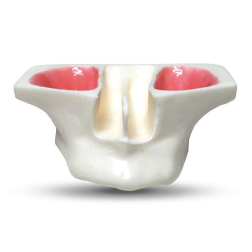 Modello anatomico di sierosa - E20 - GF DENTAL - di seno nasale / di mandibola / per trattamenti ORL