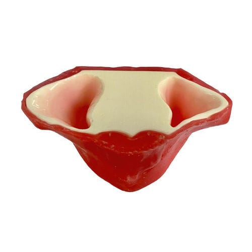 Modello anatomico di sierosa - E20/P - GF DENTAL - di seno nasale / di mascella / di mandibola