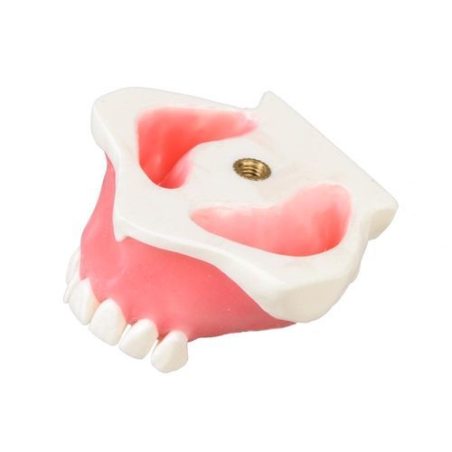 Modello anatomico di sierosa - E23 - GF DENTAL - di denti / di mandibola / ad uso didattico
