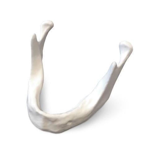 Modello anatomico di mandibola - E81 - GF DENTAL - per implantologia / ad uso didattico / in resina
