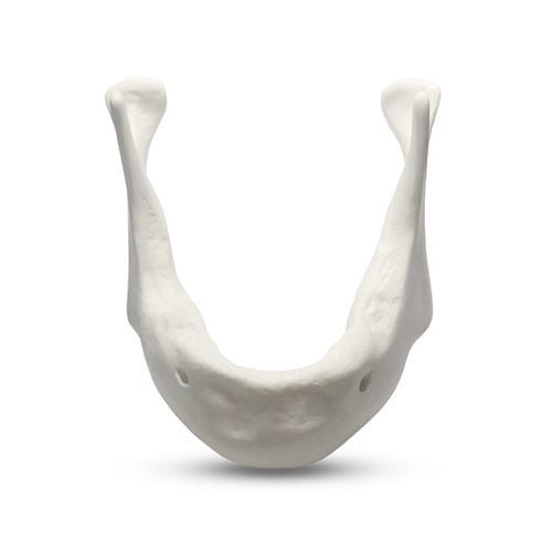 Modello anatomico di mandibola - E81/L - GF DENTAL - di mandibola / per implantologia / ad uso didattico